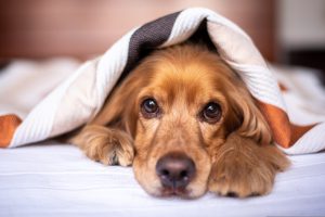 Blood in Dog Stool: Causes, Symptoms, Diagnosis, and When to Worry