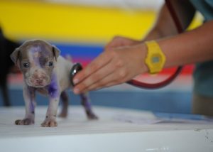 Regular Veterinary Check-Ups for Cats and Dogs: Why They Are Important