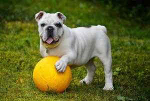 High Creatinine in Dogs: Kidney Disease and Blood Test Results
