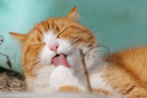 Vomiting in Cats: Causes, Symptoms, and When It’s Serious