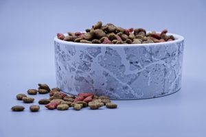 Wet Food vs Dry Food for Dogs and Cats: Which Is Really Better?