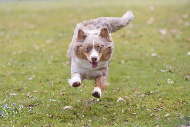 Daily Exercise and Activity Routine for Dogs and Cats