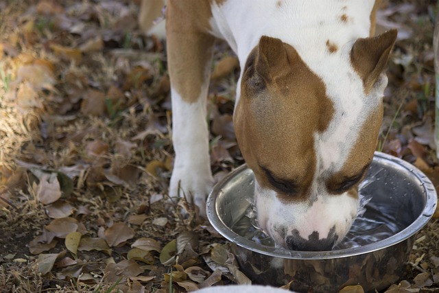 Daily Water Intake and Hydration Routine for Pets