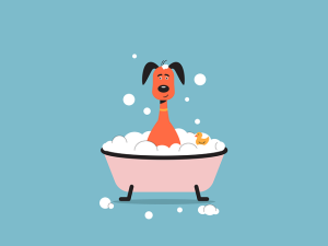 How Often Should You Bathe a Dog? A Veterinarian’s Practical Guide by Breed, Coat Type, and Skin Health