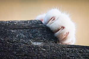 How Often Should You Trim Your Cat’s Nails? A Veterinarian’s Guide to Safe Feline Nail Care, Frequency, and Behavior