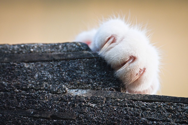 How Often Should You Trim Your Cat’s Nails?