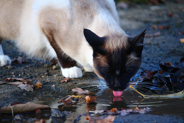 How Much Water Should a Cat Drink Per Day?