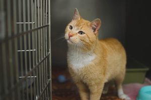 How Often Should Cats Go to the Vet? A Veterinarian’s Complete Guide to Cat Checkups and Preventive Care