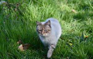 Do Indoor Cats Need Daily Exercise? A Veterinarian’s Guide to Activity, Behavior, and Health