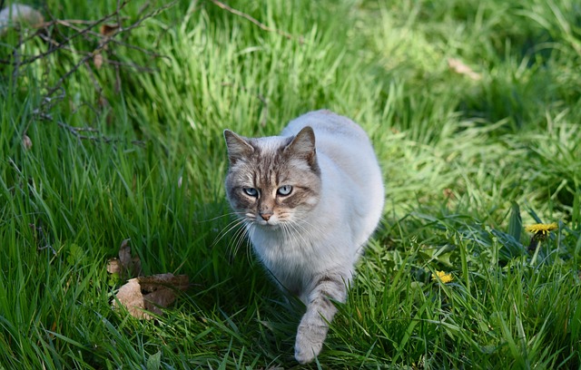 Do Indoor Cats Need Daily Exercise?