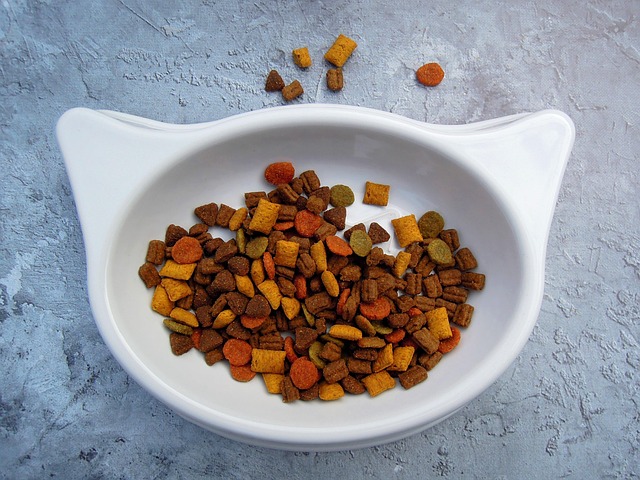 How Often Should You Feed a Cat?