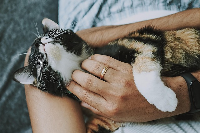 Complete Daily Pet Care Guide for Dogs and Cats