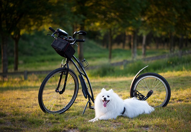 How to Create a Daily Routine for Your Dog