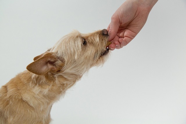 How Often Should You Feed a Dog?