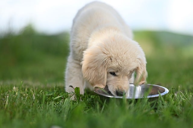 How Much Food Should a Dog Eat Per Day?