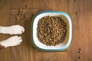 What Human Foods Can Dogs Eat? Safe and Unsafe Foods List