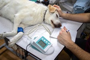 How Often Should You Take Your Dog to the Vet?