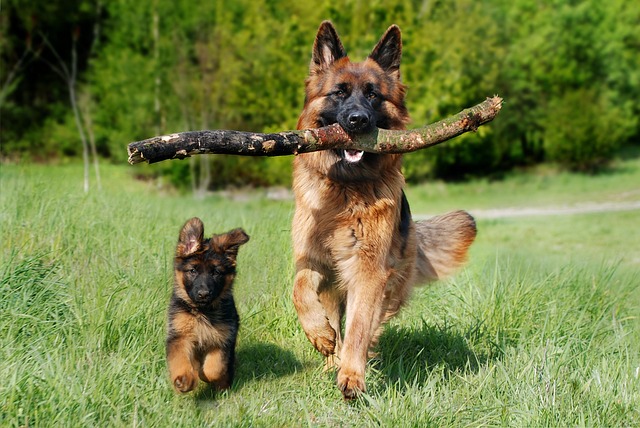 How Much Exercise Does a Dog Need Daily?