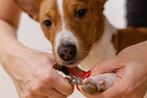 How Often Should You Trim Your Dog’s Nails? A Veterinarian’s Guide to Safe Nail Care, Frequency, and Health Risks