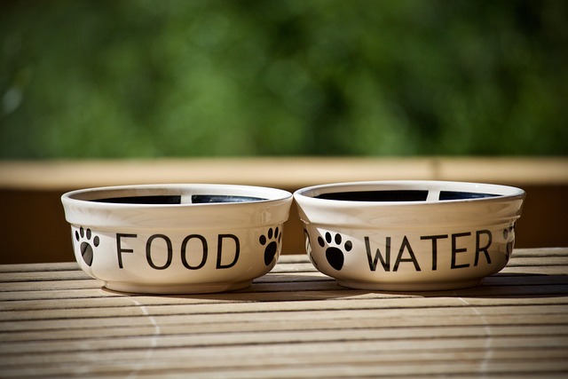 food for cats and dogs