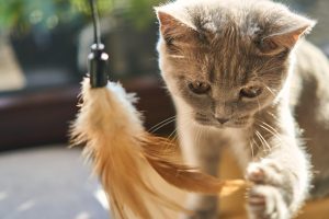How to Create a Daily Routine for Your Cat: A Veterinarian’s Guide to Structure, Behavior, and Feline Health