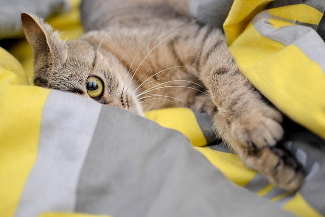 Vomiting in Cats
