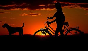 How Often Should You Walk Your Dog? A Veterinarian’s Complete Walking Schedule Guide