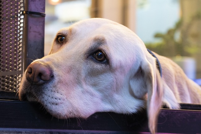 Veterinarian examining a diabetic dog during a health check