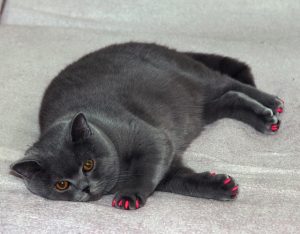 diabetes in cats