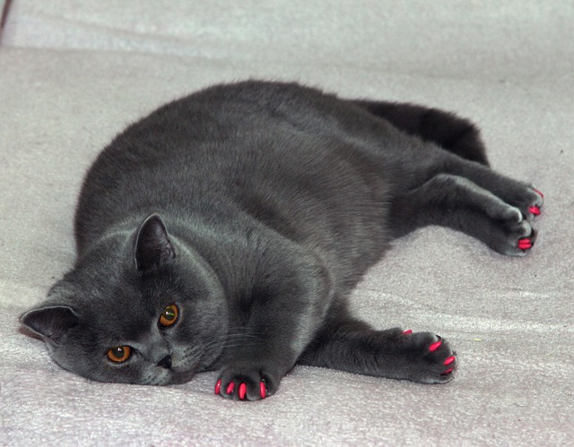 diabetes in cats