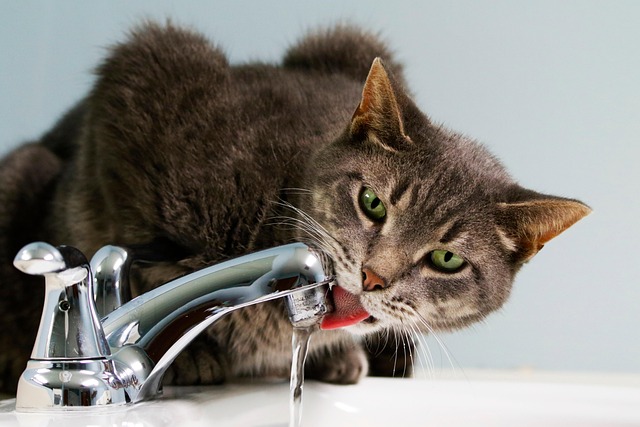 Veterinarian examining a cat for possible signs of diabetes