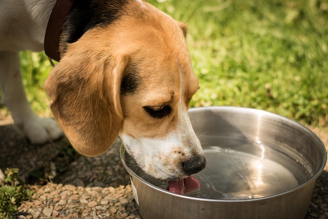signs of diabetes in a dog