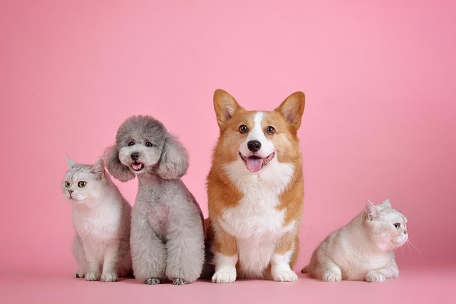 Dog and cat with diabetes living a healthy life with proper treatment