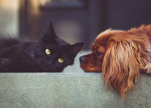 Early signs of diabetes in cats and dogs
