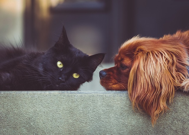 Early signs of diabetes in cats and dogs